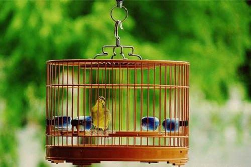 鹦鹉散养注意事项大全,怎么在家中放鹦鹉笼养鸟