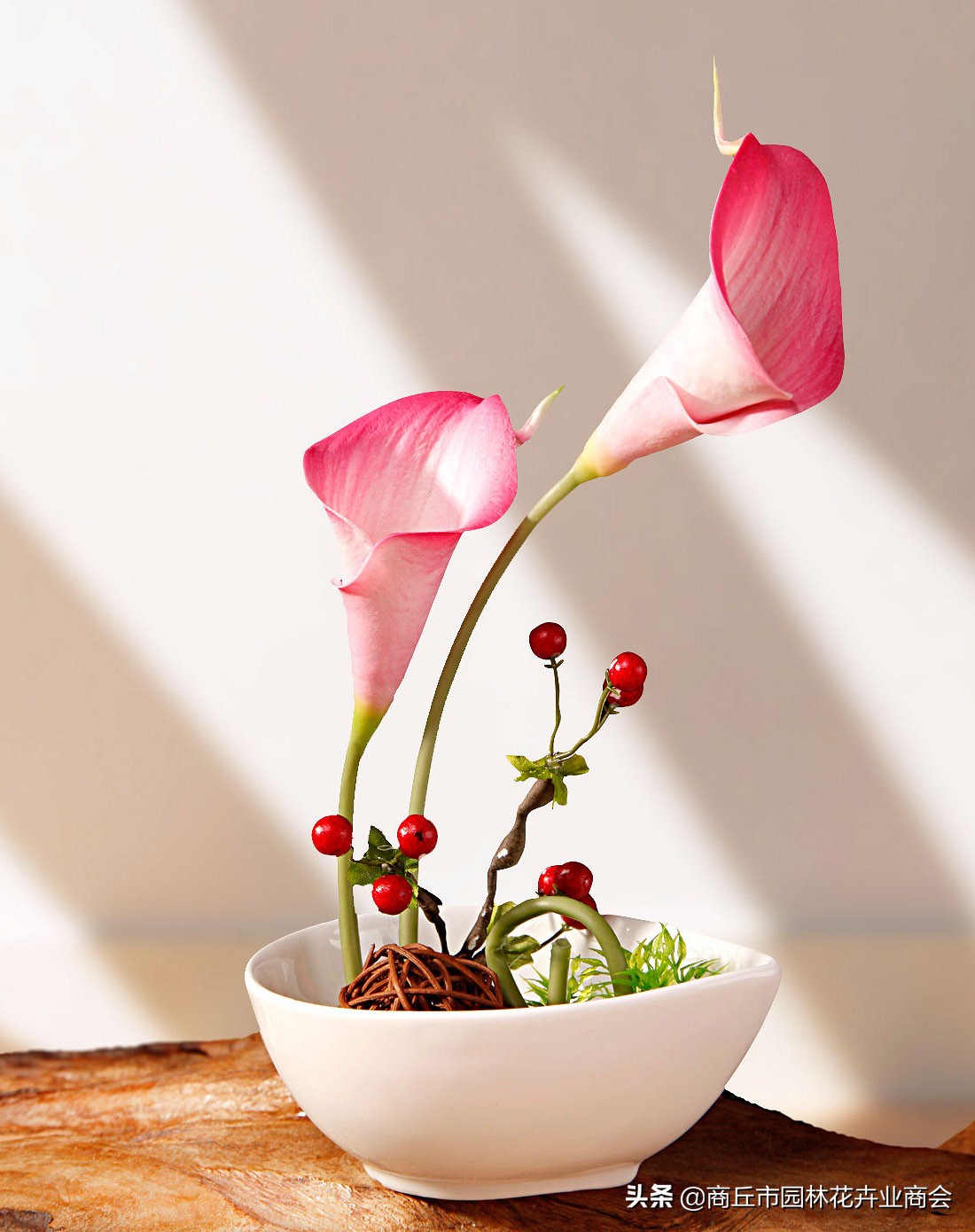 彩色马蹄莲怎么养好看,彩色马蹄莲种球复花