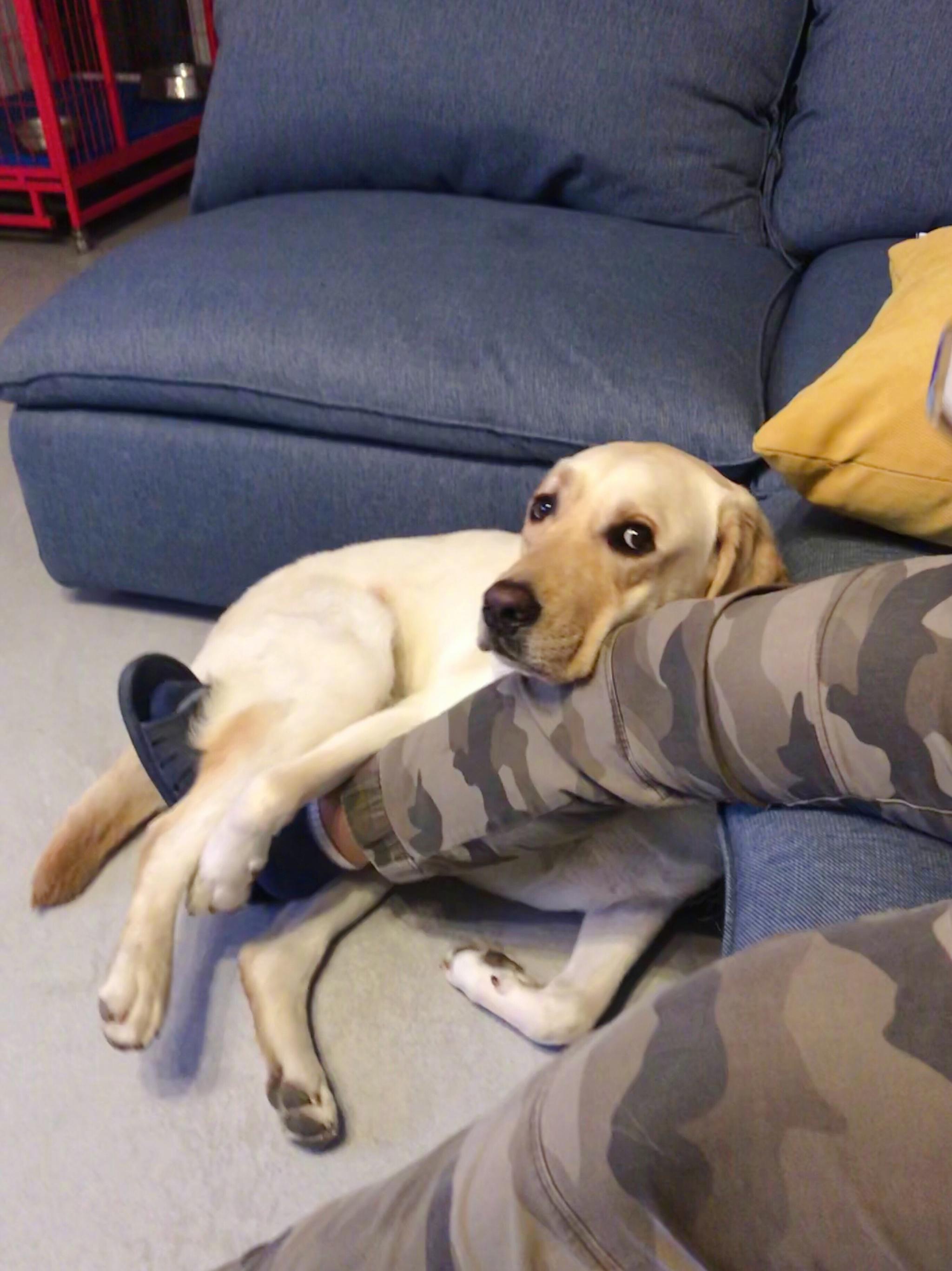 用什么办法能使狗狗更听话,教你一个好方法让狗狗不臭