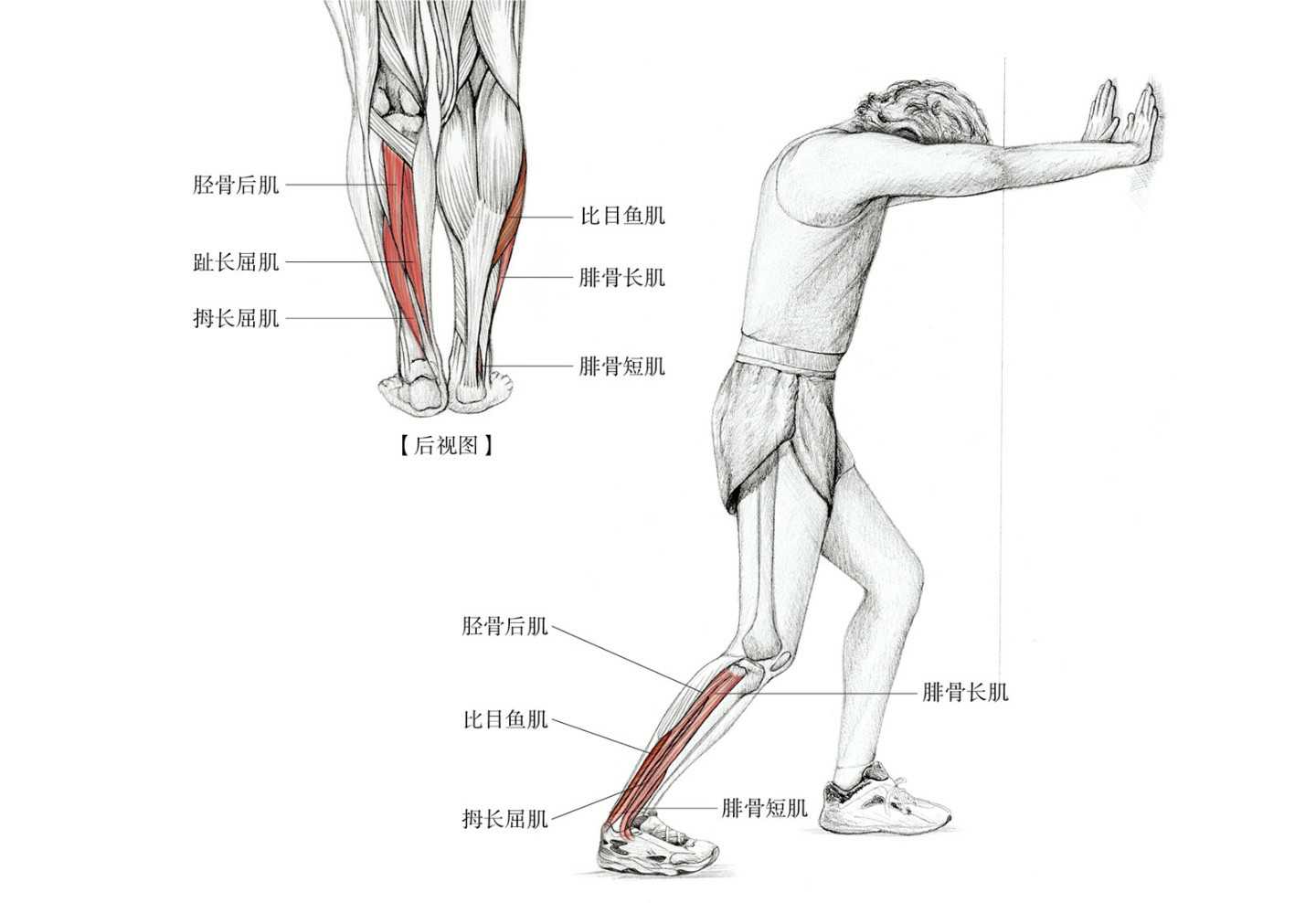 为什么崴脚另一个脚疼,脚踝崴脚后怎么拉伸