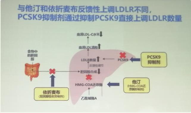 联合用药，助力冠心病患者低密度脂蛋白（LDL）尽早达标