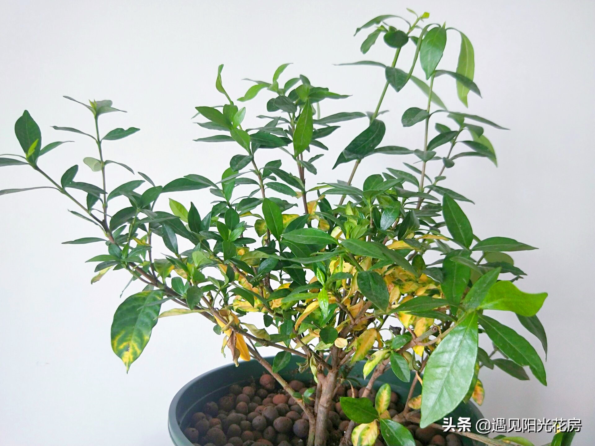 栀子花各种黄叶原因及图解,栀子花黄叶的处理方法讲解