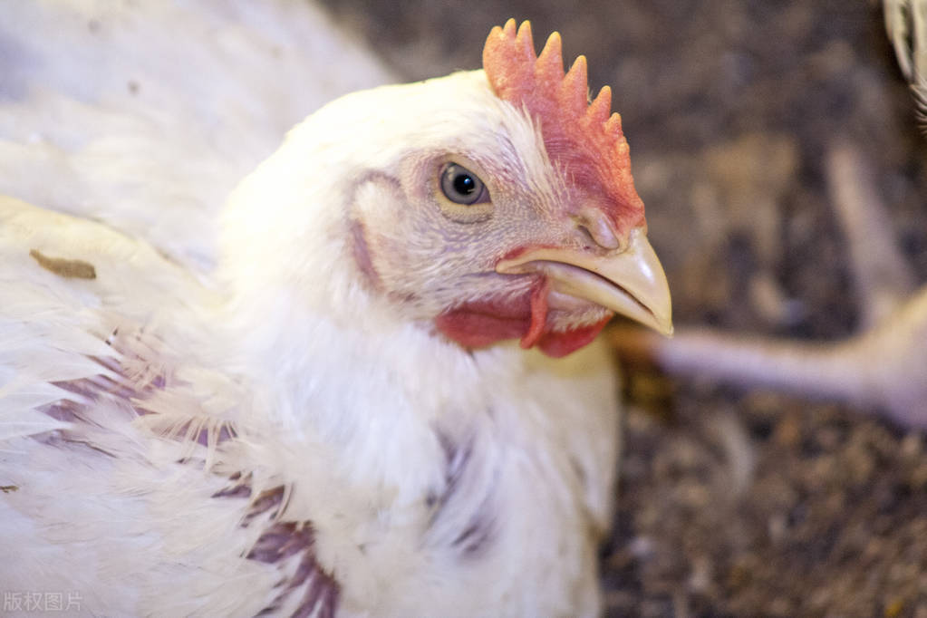 养好鸡技术视频,鸡养殖小知识及技巧