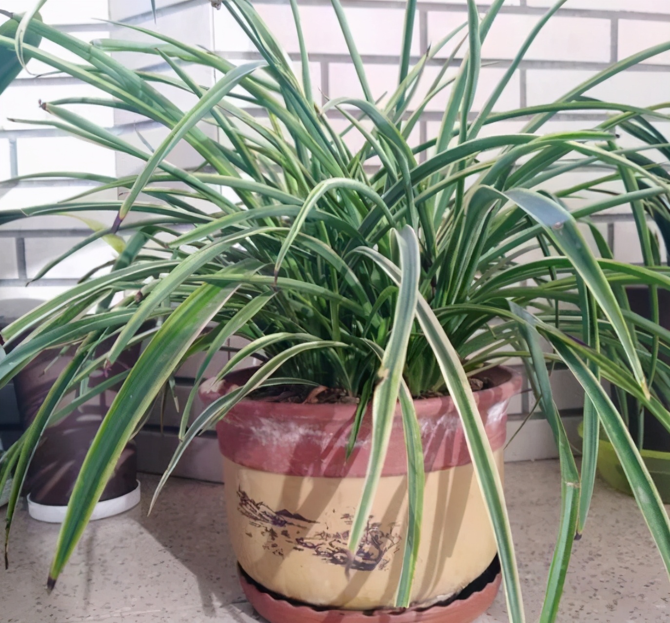 怎样养吊兰才能长得好,吊兰怎么养才能更旺盛小妙招