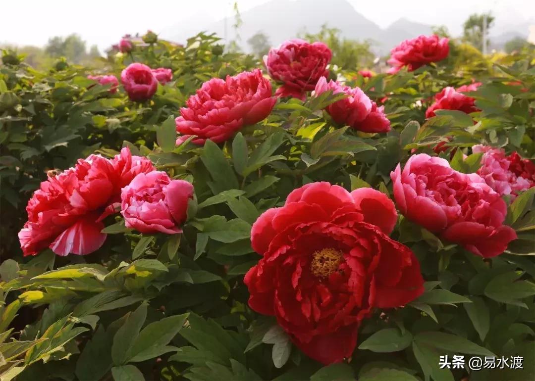 易县狼牙山小火车,河北保定易县火车