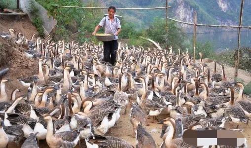 养鹅看家护院什么品种好,打工赚不到钱回家养鸡