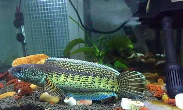 鱼缸换完滤材后水变浑浊怎么解决,鱼缸一面裂了可以换玻璃容易漏吗