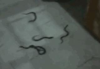 蛇出没高峰期广西,玉林一市民家里藏4条蛇