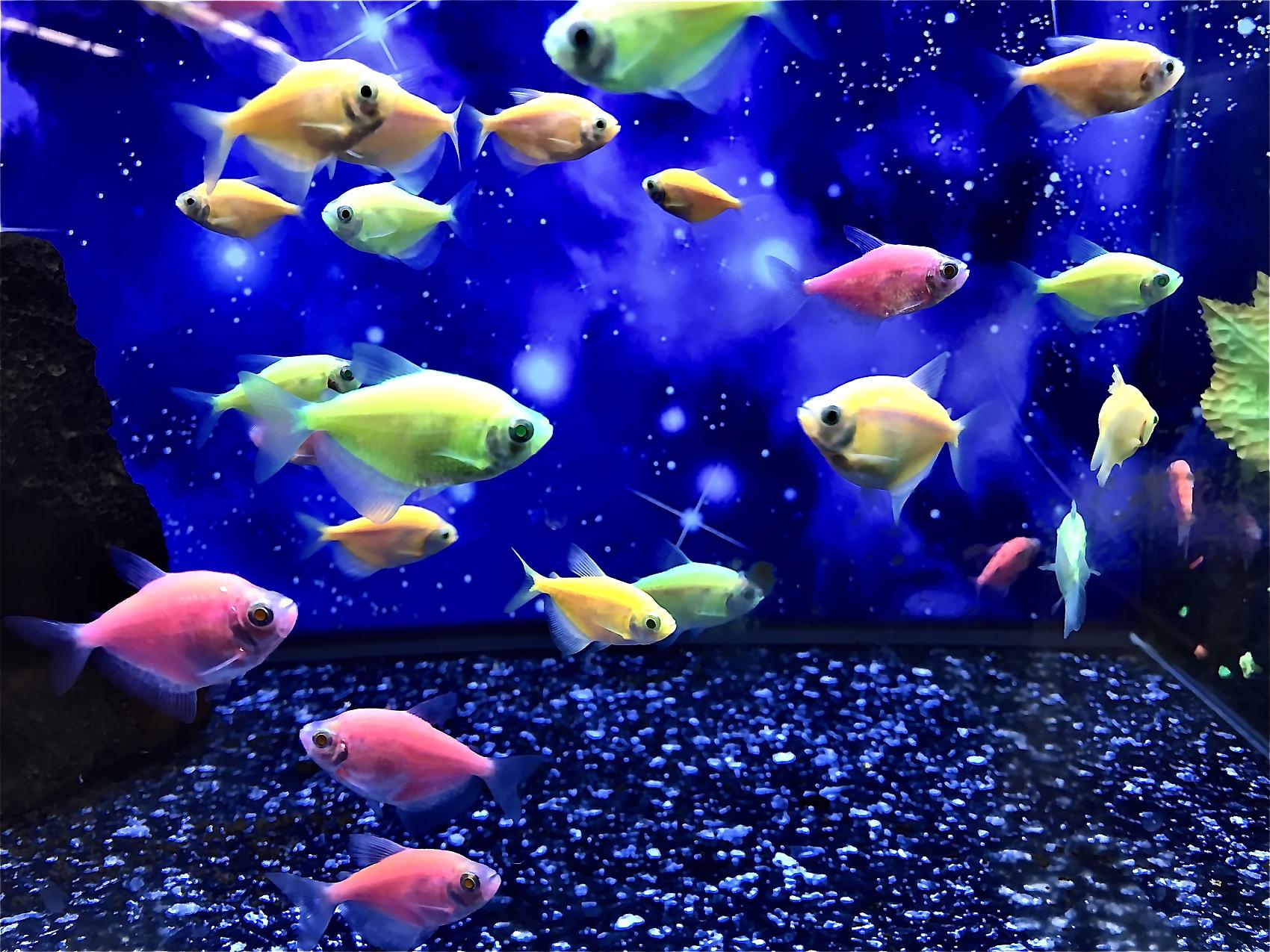 天猫入驻运营计划ppt,天猫入驻条件与费用最新