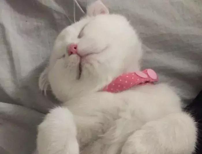 猫咪怀孕怎么去医院检查,猫咪怀孕怎么才知道