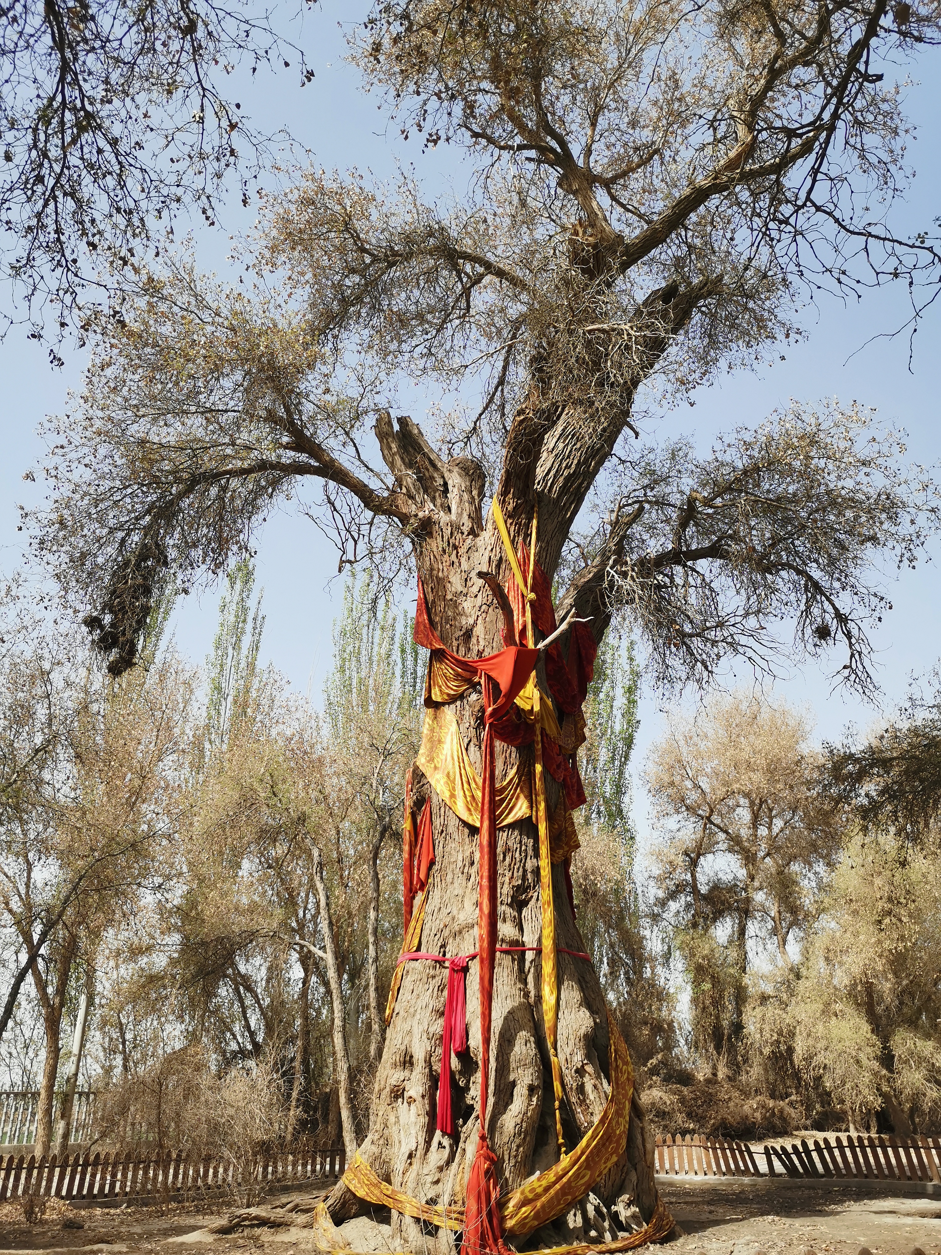 新疆的千年胡杨树,新疆千年胡杨林胡杨王