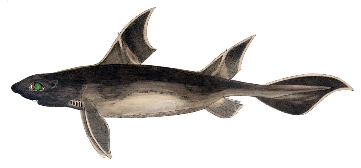 科学家发现海猪,意大利海域出现神秘生物