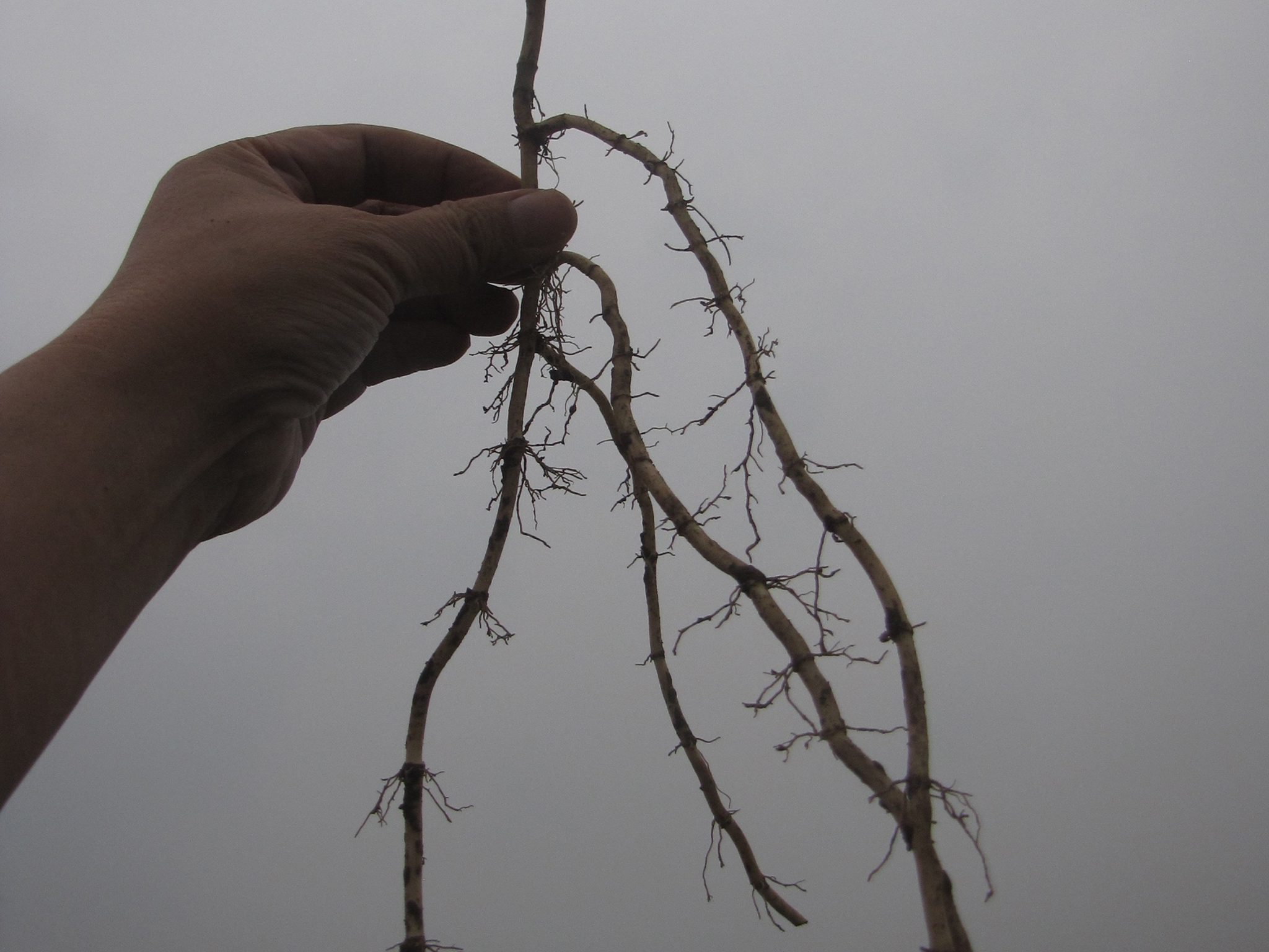 鱼腥草无公害丰产栽培技术,鱼腥草栽培