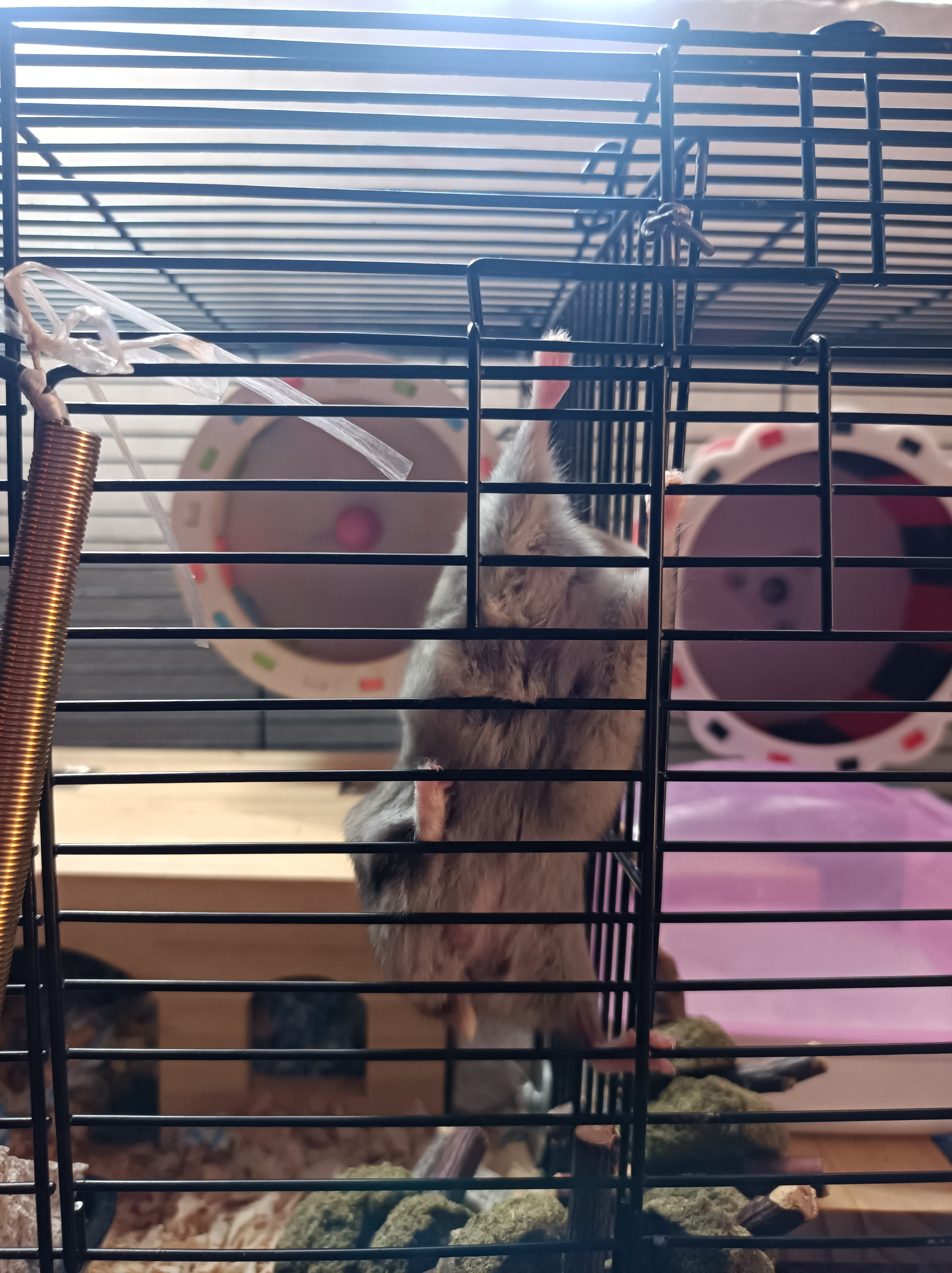 哪个品种的仓鼠容易生崽,养仓鼠新手必看