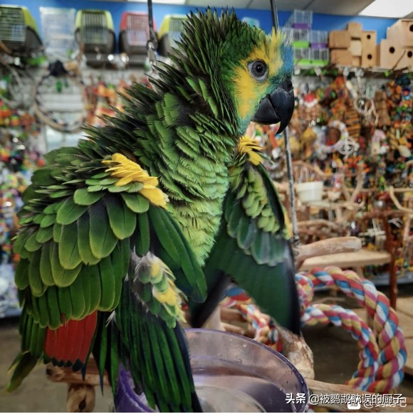 国外鹦鹉品种大全,国外鹦鹉宠物店各种品种