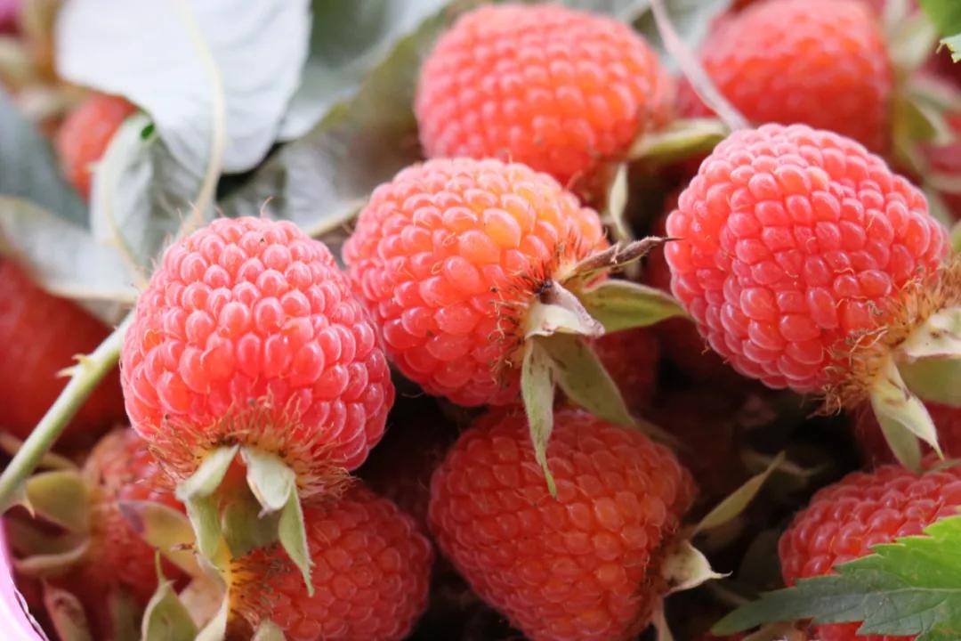 诸暨哪里树莓采摘最好,诸暨摘树莓