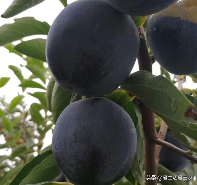 桃中极品黑桃怎么做,桃中极品黑桃