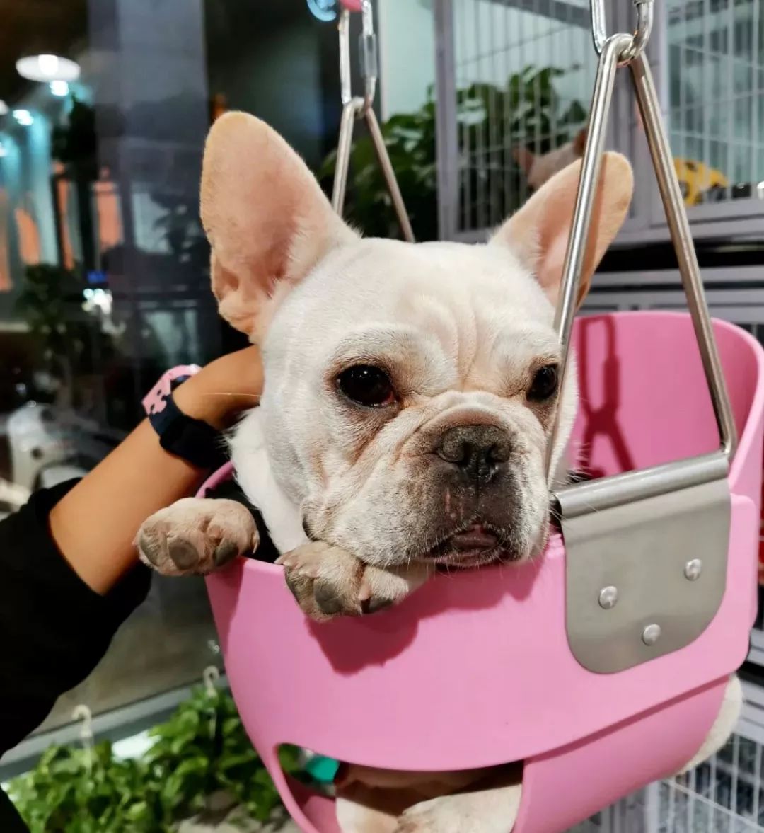 2019宠物排名,2022宠物排行榜