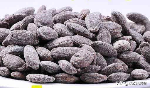 种瓜蒌是骗局吗,种瓜蒌好种吗