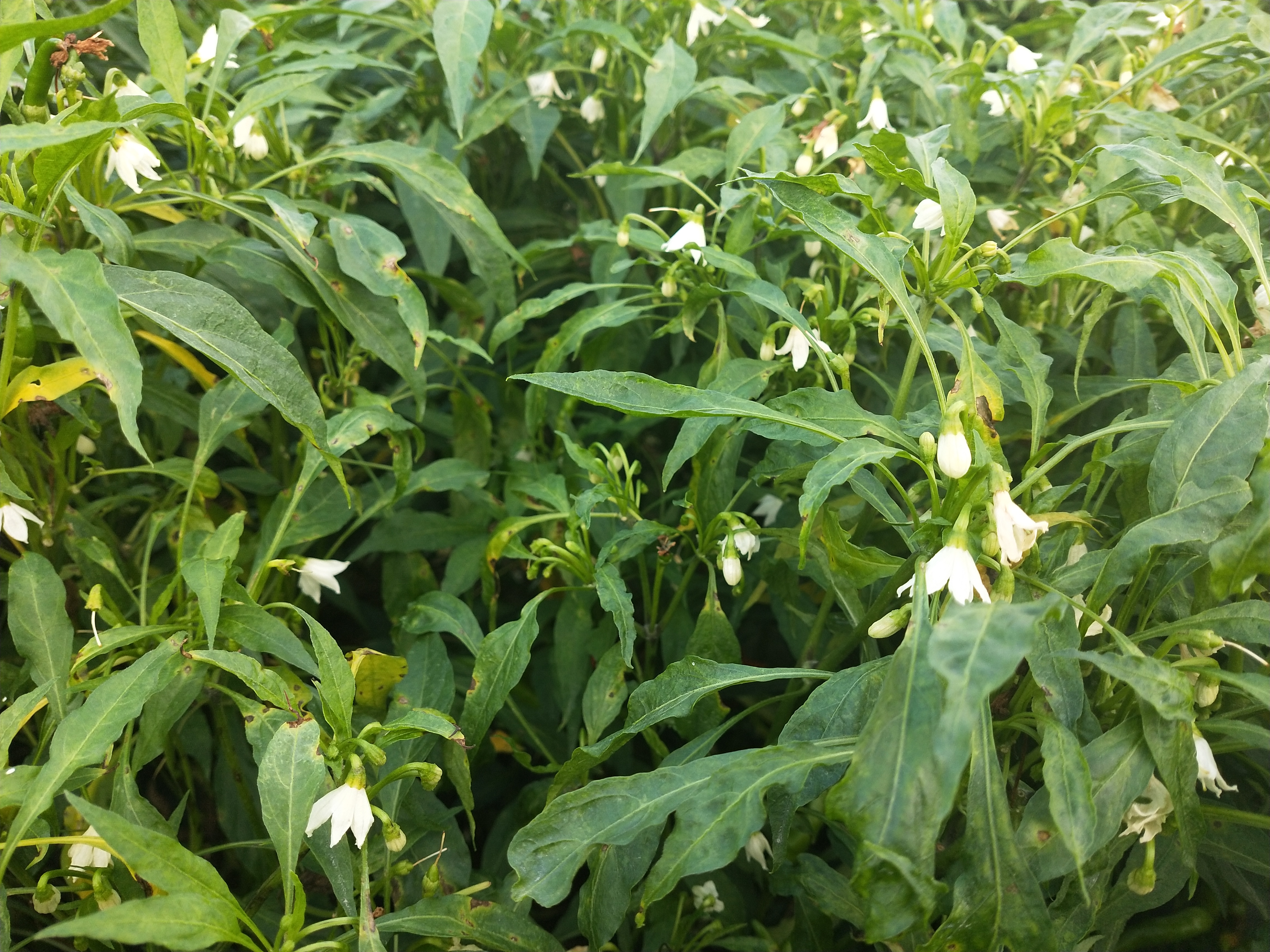 辣椒全部感染病毒病还能有救吗,辣椒病毒病打药三天叶子还是卷