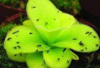 家里小飞虫最有效的小妙招,家里驱飞虫最有效的方法