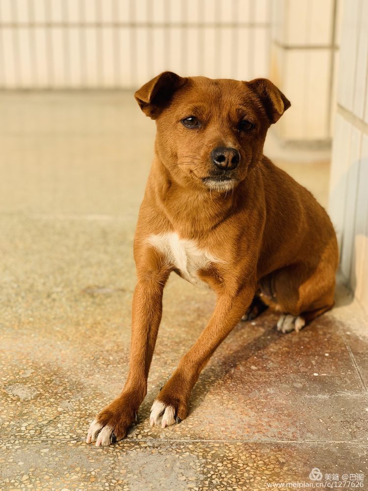 涧西牡丹广场老照片,洛阳牡丹手机拍照