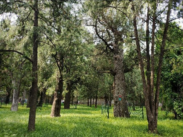 北京的坛庙文化——皇地祗神的祭坛和史铁生《我与地坛》