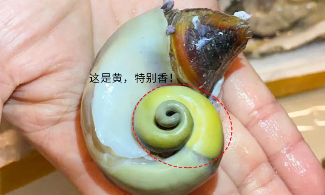 海螺吃多有副作用吗,海螺低脂高蛋白