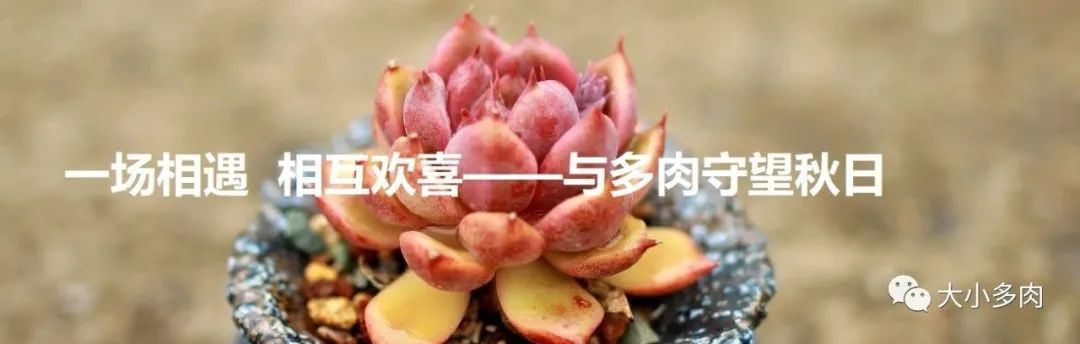 又到了晒肉的季节了,浙江一年一度晒肉季