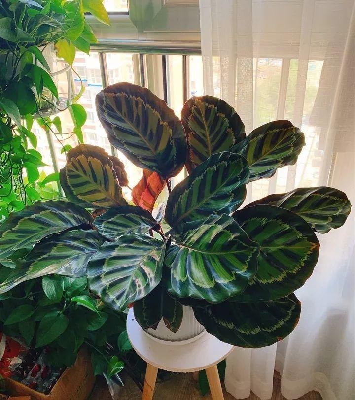 养花新手不知道养什么，就选这几种植物，轻松养爆盆