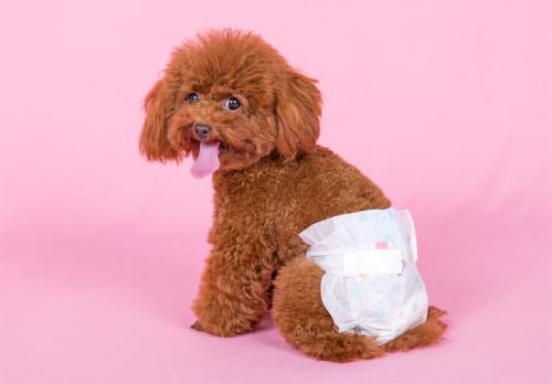 泰迪公的发情期有什么征兆,两只泰迪一公一母发情期怎么办