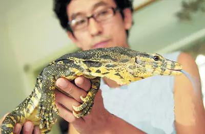 海南海里的特产动物,海南特有的珍稀动物