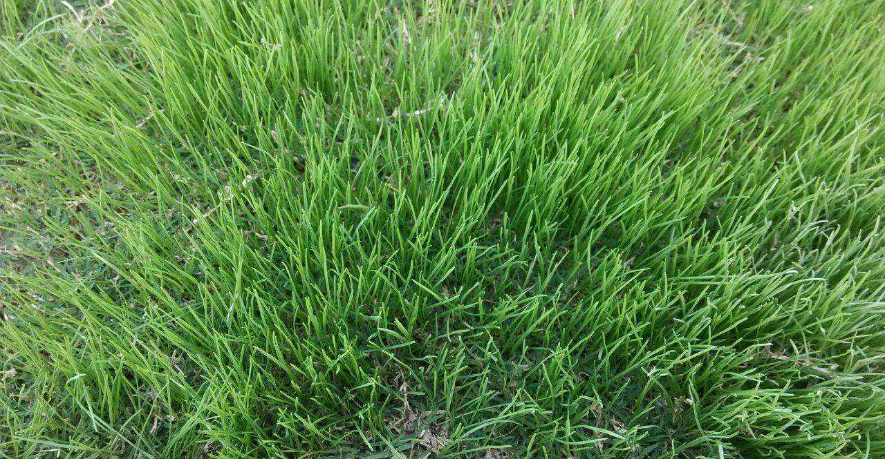 适合西北牧草黑麦草,黑麦草作为牧草哪种好