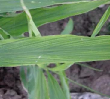 大姜病虫害都用什么药,潍坊大姜病虫害的防治