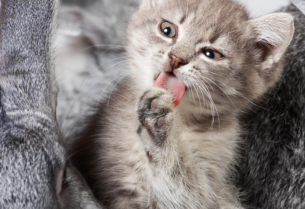 确定猫咪怀孕,怎么证明猫咪是不是怀孕了