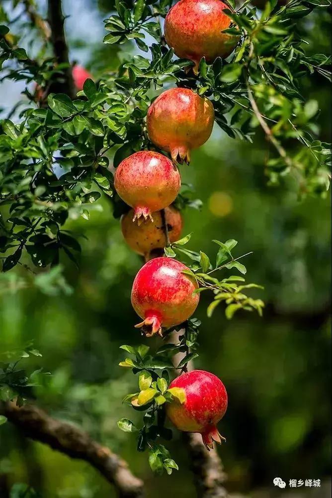 山东7月份有哪些水果可以采摘,山东10月份有什么水果可以采摘