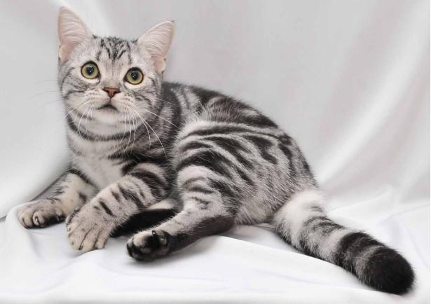 10种最便宜的猫,夏尔特猫市场价