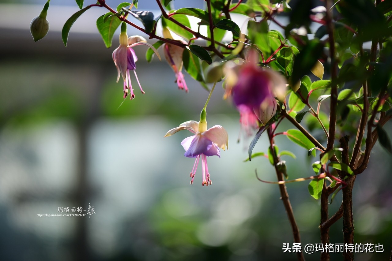 园丁金挂有排期吗,吊钟海棠怎么养护