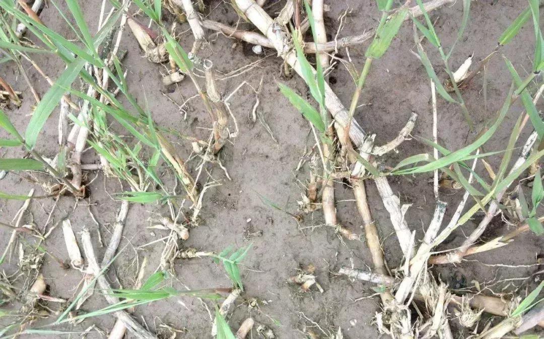 芦苇打不死教你一招直接去根,芦苇怎么弄不破