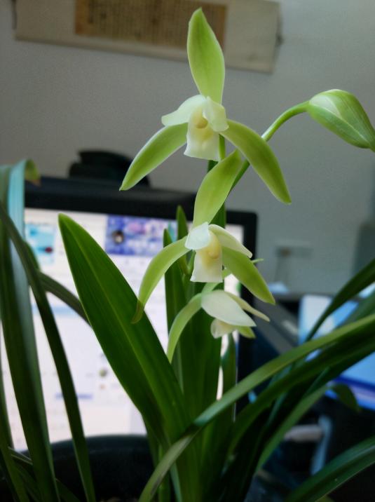 好养的绿植文心兰品种大全,养兰必养的兰花品种