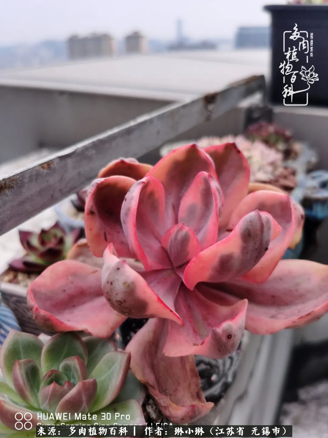 又到多肉变美时，一切都鼓励我积极向前