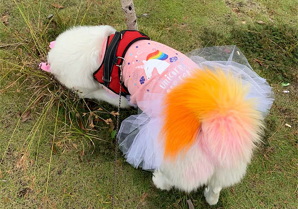 辟谣,狗狗染色用的是植物染发剂没伤害?对它你真的了解吗?