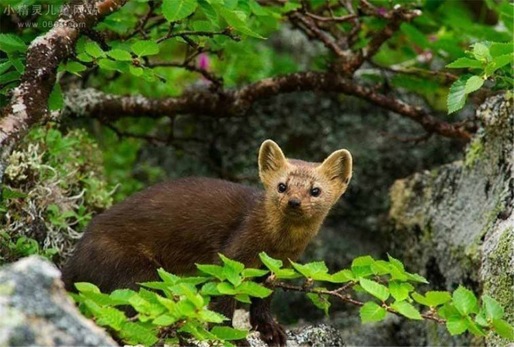 萌化延边发现珍稀紫貂,罕见紫貂现身长白山