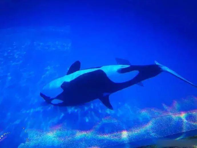 虎鲸为什么失控,虎鲸得抑郁症