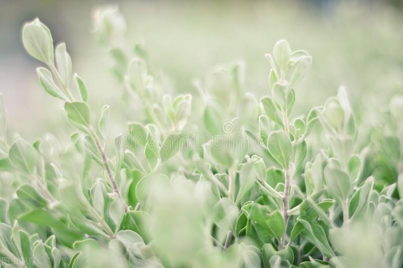 春天的早晨作文300字左右,小学校园的早晨优秀作文