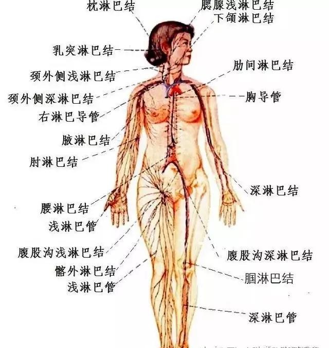 人体八大系统查体,科普讲解人体八大系统4分钟
