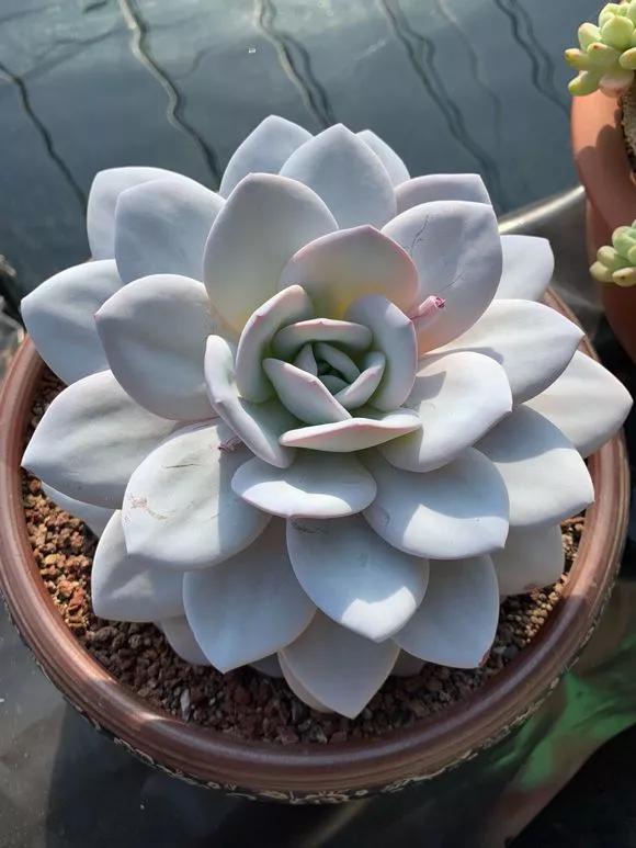 容易掉色的多肉,夏天怎样预防多肉腐黑