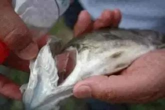 开海啦一大波生猛海鲜汹涌来袭,开海倒计时最全海鲜选购攻略