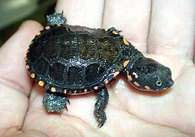 刺颈龟属图片,刺颈龟是保育品种吗