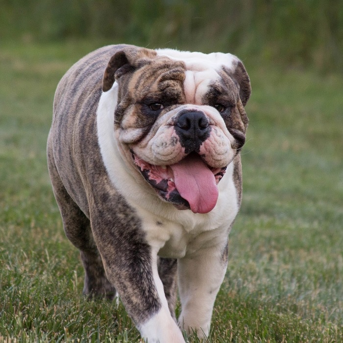 世界上最昂贵的犬,世界上十大最名贵的犬种附图